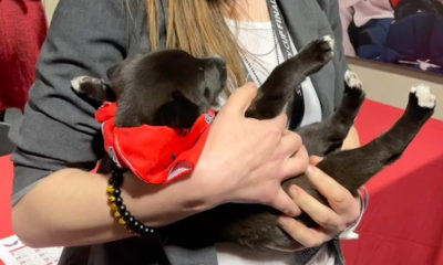 Capitals brought puppies to the press box