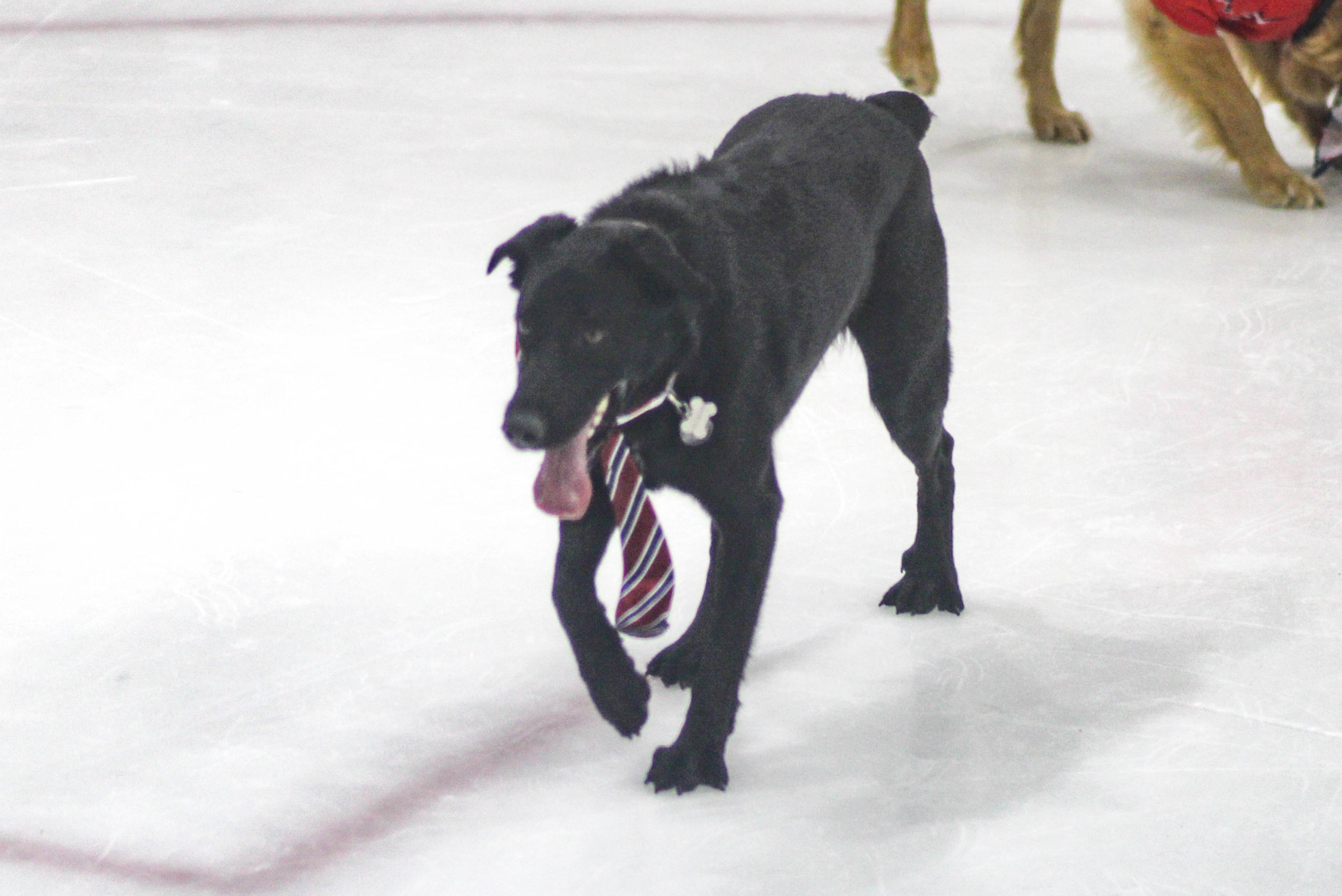 Dog Days At Practice: Team Pup Captain Joins Capitals at MedStar Capitals  Iceplex